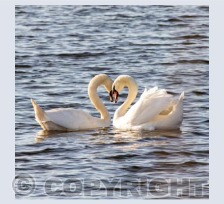 Courting Mute Swans