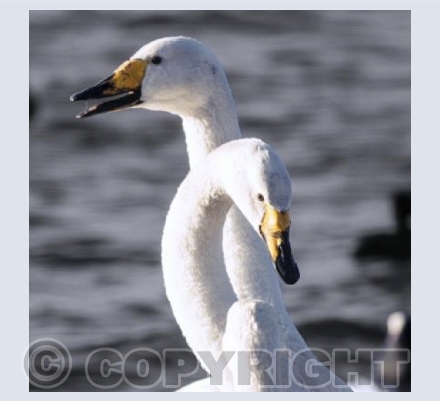 Courting Whooper Swans