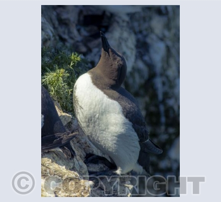 Sleeping Guillemot