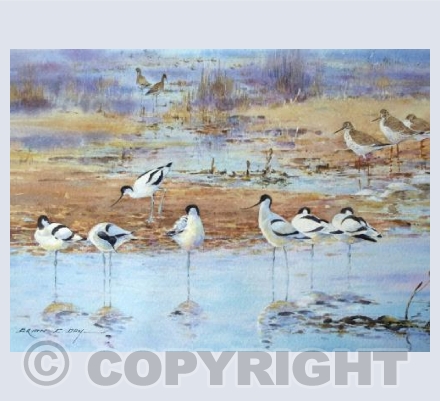 Avocets North Norfolk