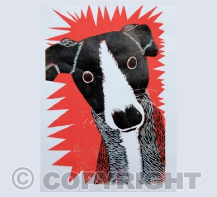 What a Whippet