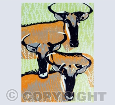 Wildebeest