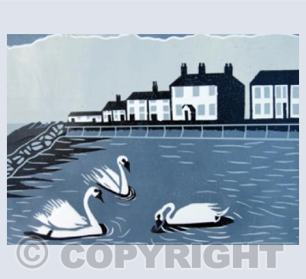 Mute Swans on the North East Coast