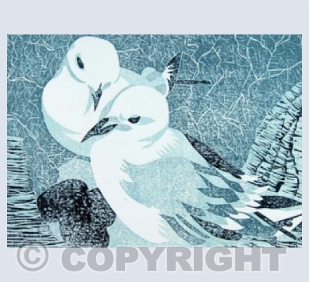 Kittiwakes