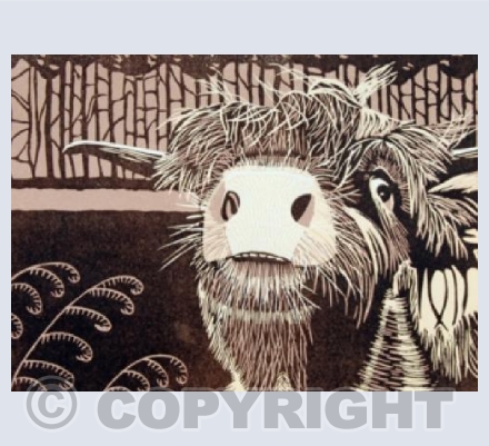 Highland Cow