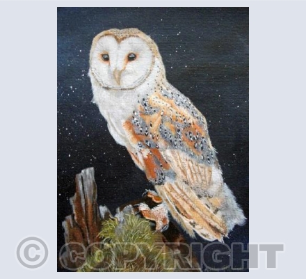 Barn Owl