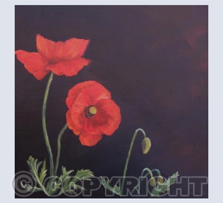 Poppies