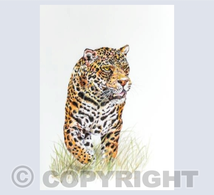 Leopard