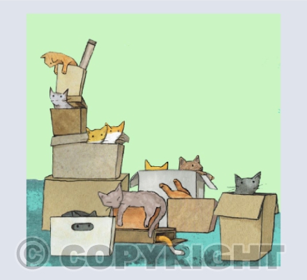 cats in boxes !