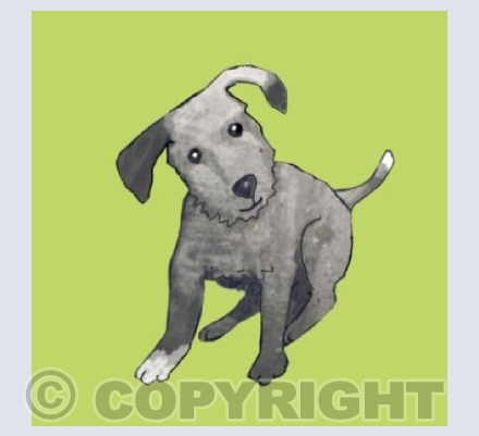 Small grey dog 