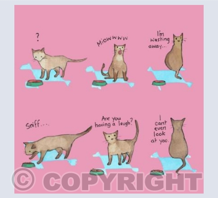 Cat's lament