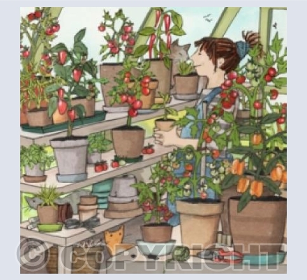 Tomato plants