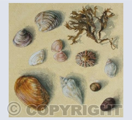 Sand and Shells