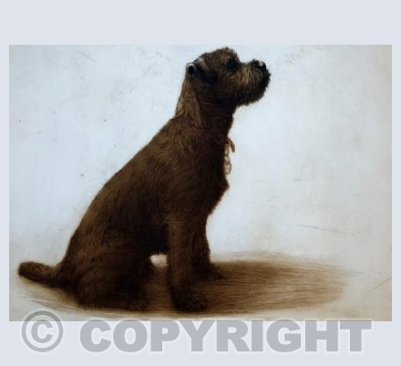 Pickle the Border Terrier
