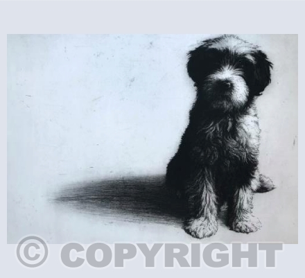 Magnus the Tibetan Terrier