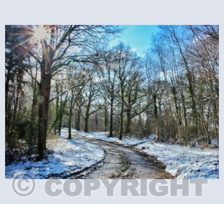 Piddles Wood