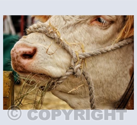 Country Show Cow 2.