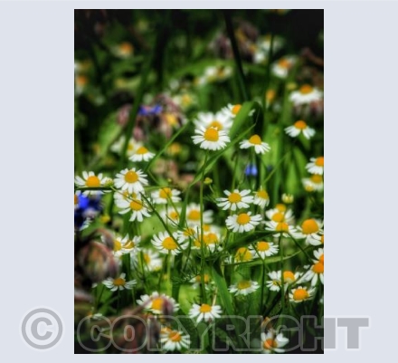 Daisies