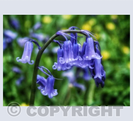 Bluebells