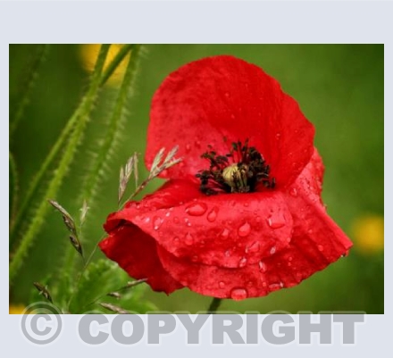 Single Poppy