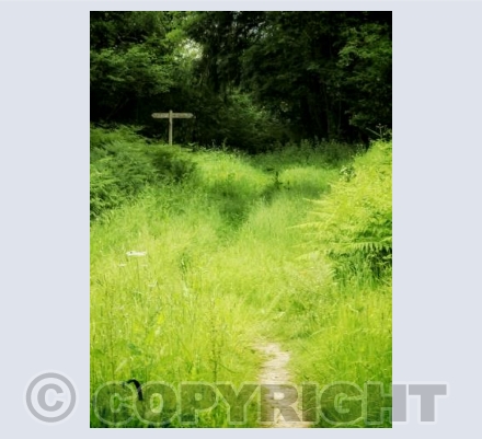 Footpath, Piddles Wood