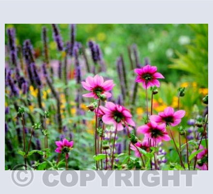 mixed border