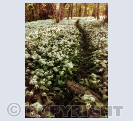 Uphill Through The Garlic. Sturminster Newton, Dorset.