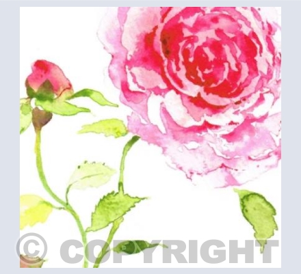Pink Rose