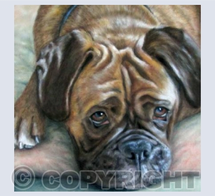 Boxer, Pastel