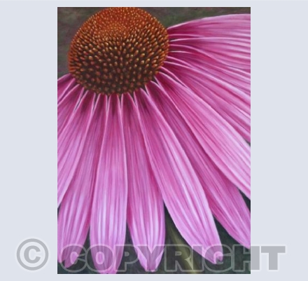 Echinacea