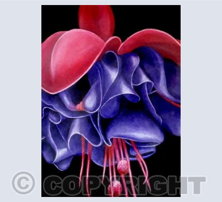 Fuchsia