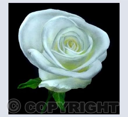 White Rose