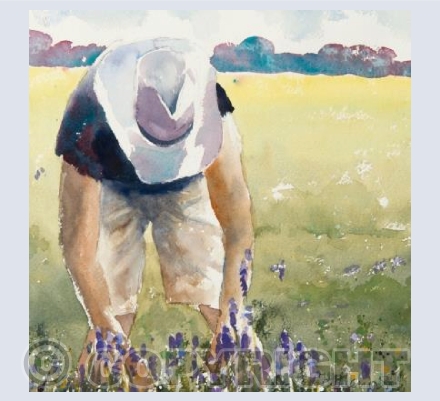"The Lavender Harvest"