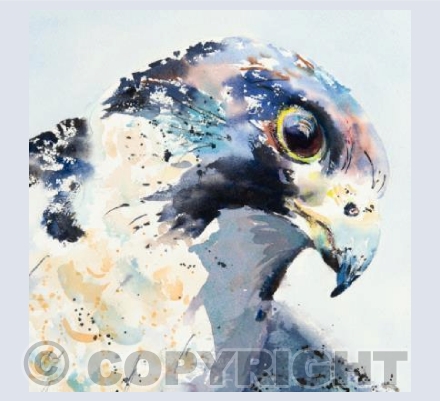 "Peregrine Dreams"