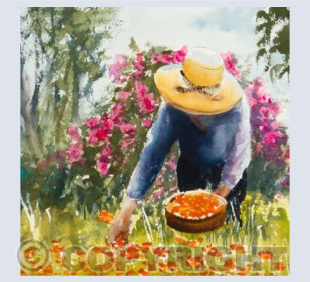 "The Herbalist"