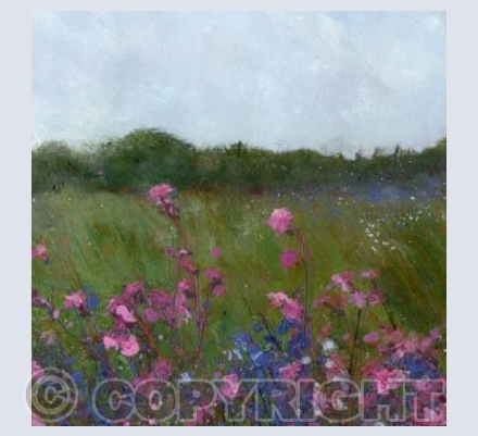 Campion and bluebells 