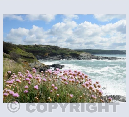 Sea Thrift at Prussia Cove