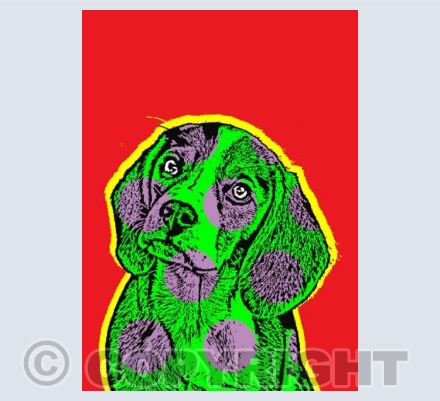 Lulu. Devon Dogs