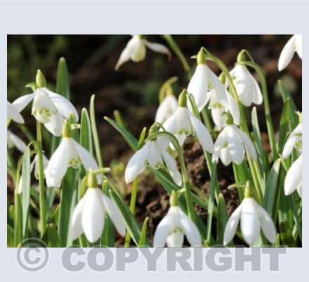 Snowdrops