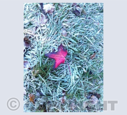 Frosty leaf