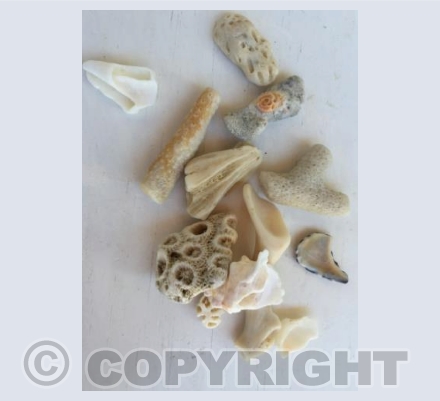 Shells, Caribbean 