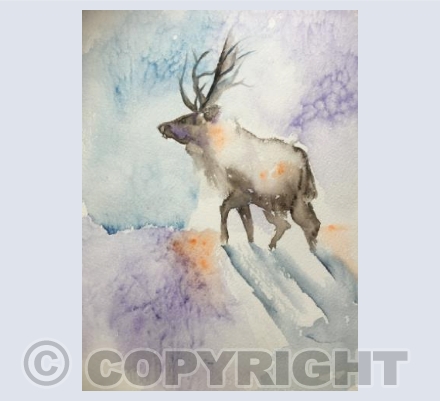Reindeer