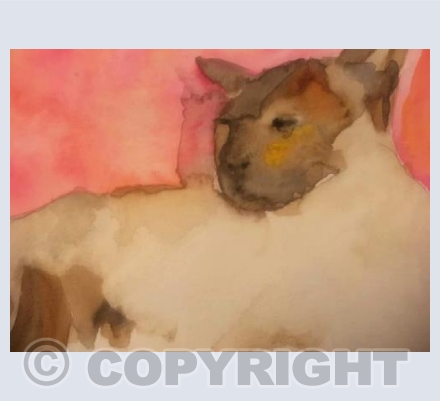 Edgar, the Sacred Cat