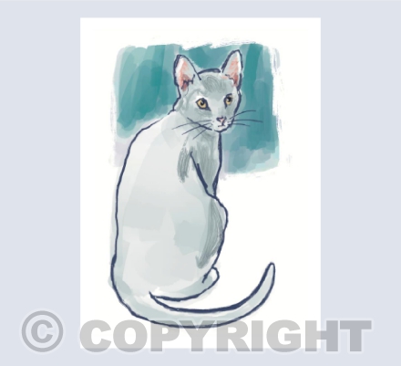 Sleek White Cat