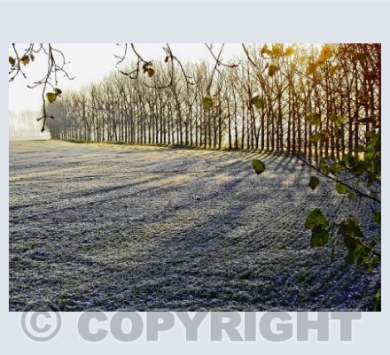 Early Morning Sun