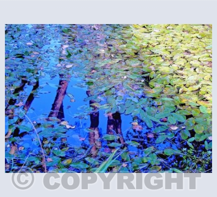 Pond Reflections