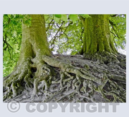 Tree Roots