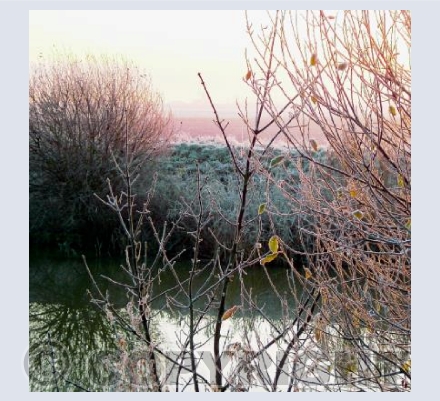 Winter Frost
