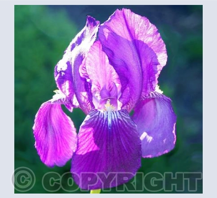 Iris