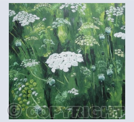 Cow Parsley